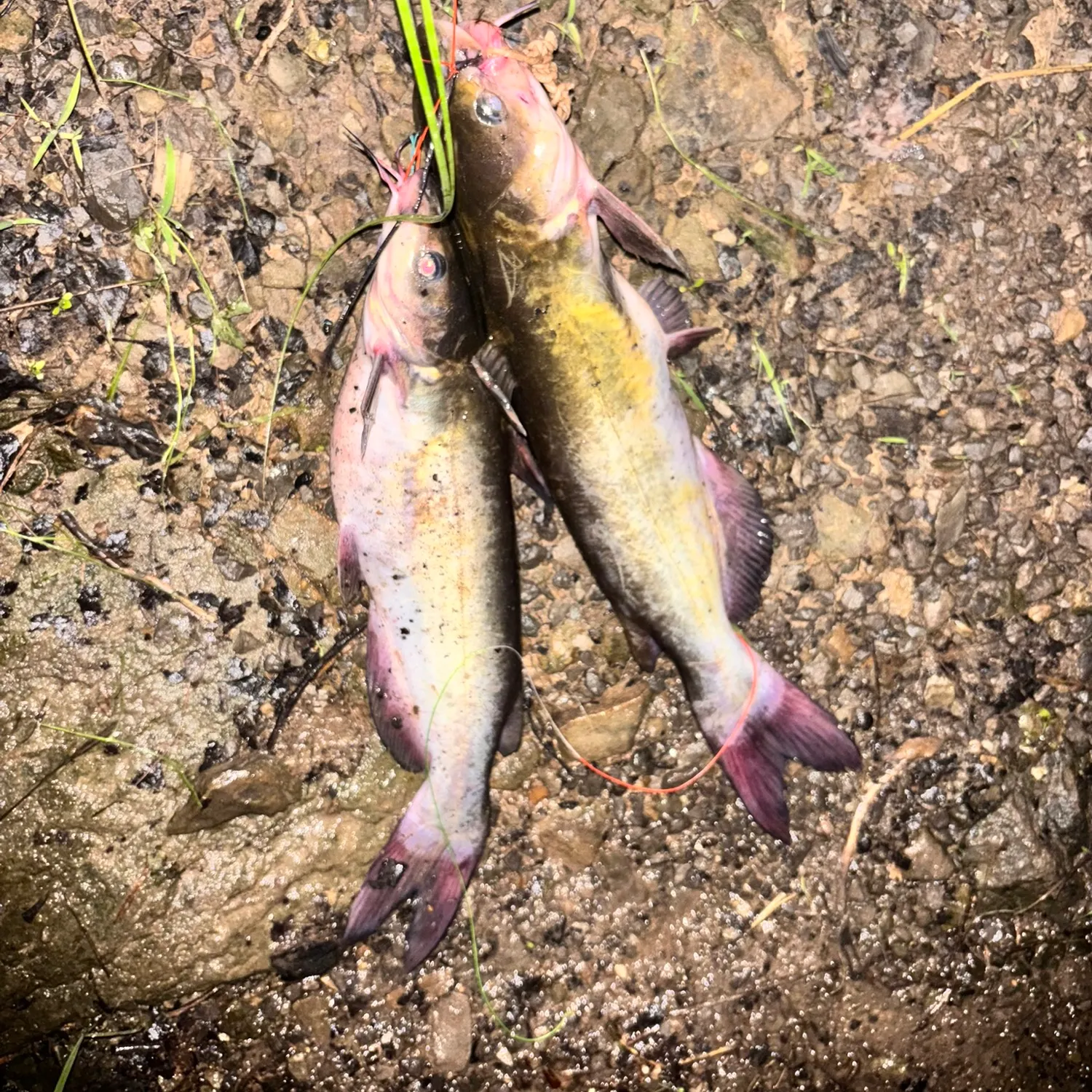 Channel catfish caught on Fishbrain
