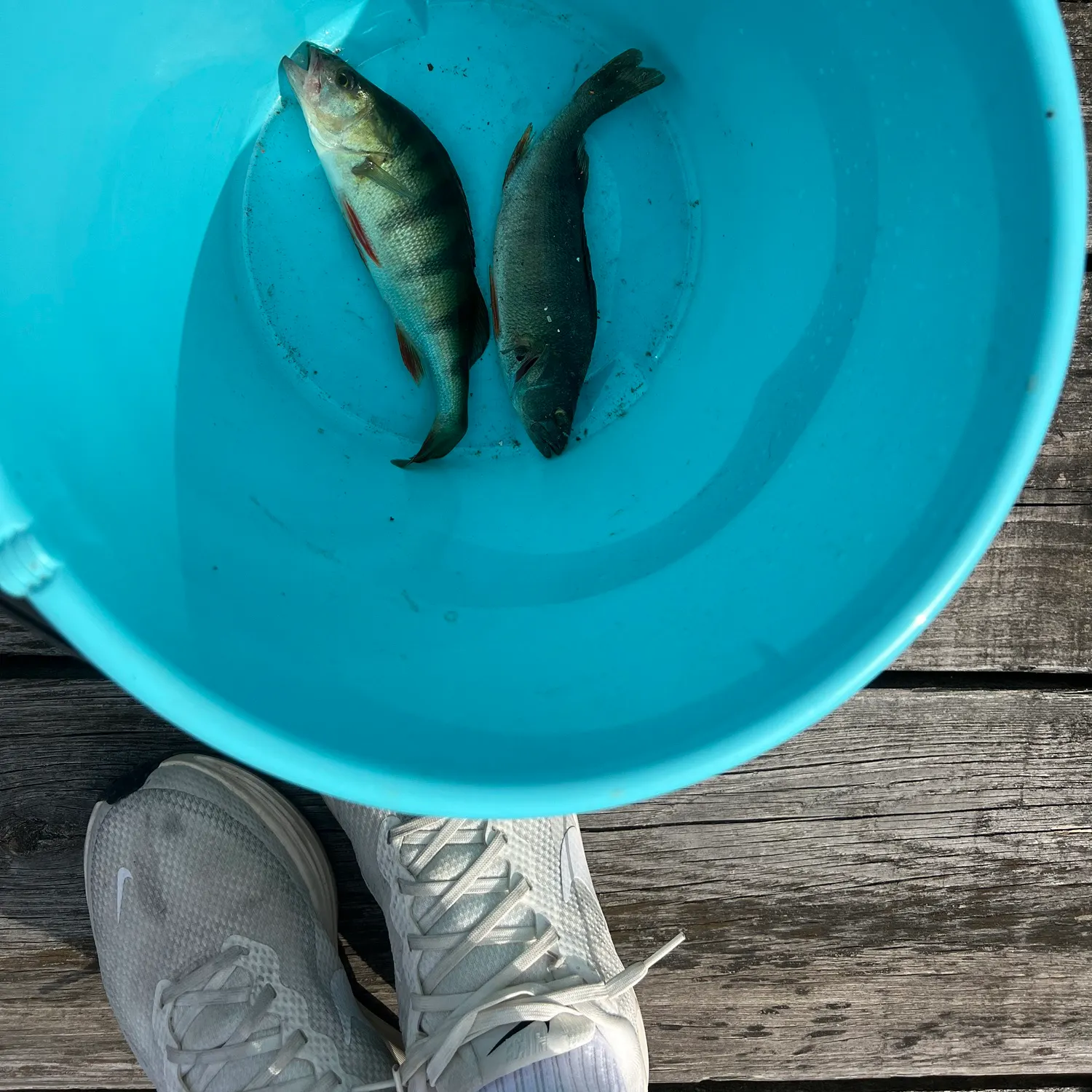 European perch caught on Fishbrain