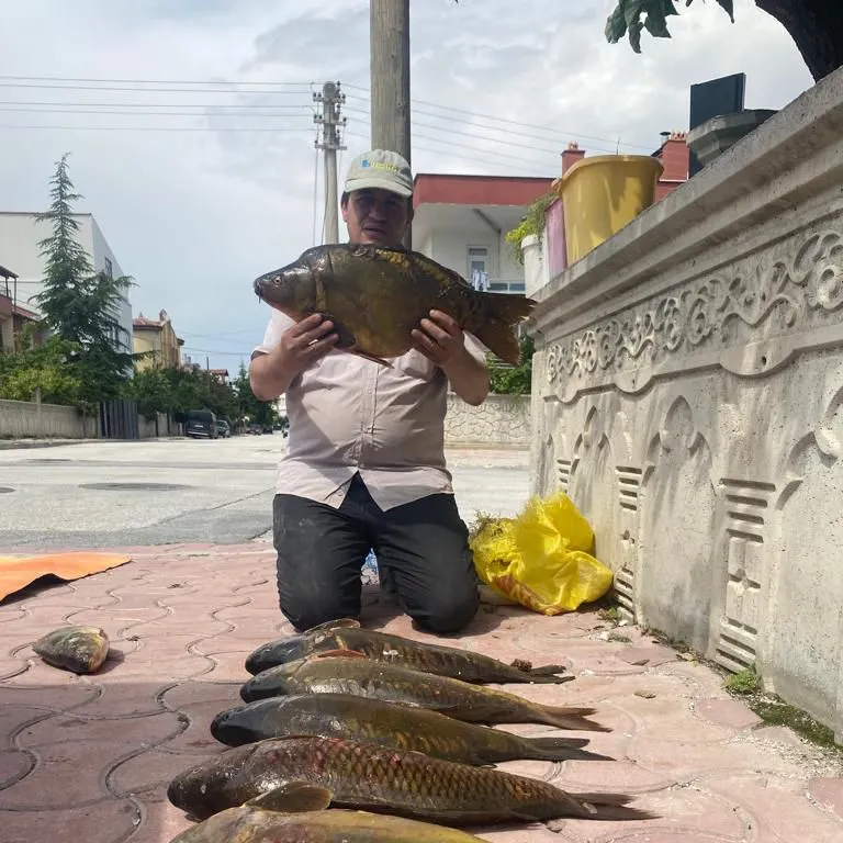 The most recent Mirror carp catches on Fishbrain