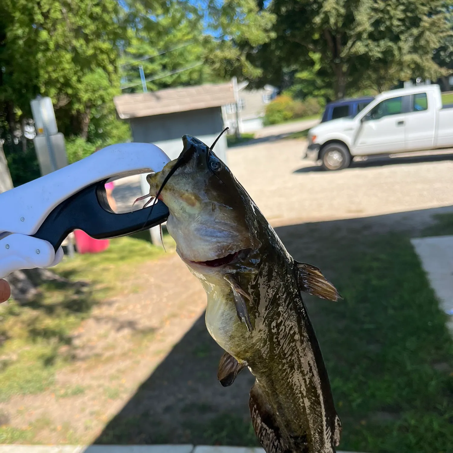 Channel catfish caught on Fishbrain