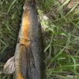 The most recent Bullseye snakehead catches on Fishbrain