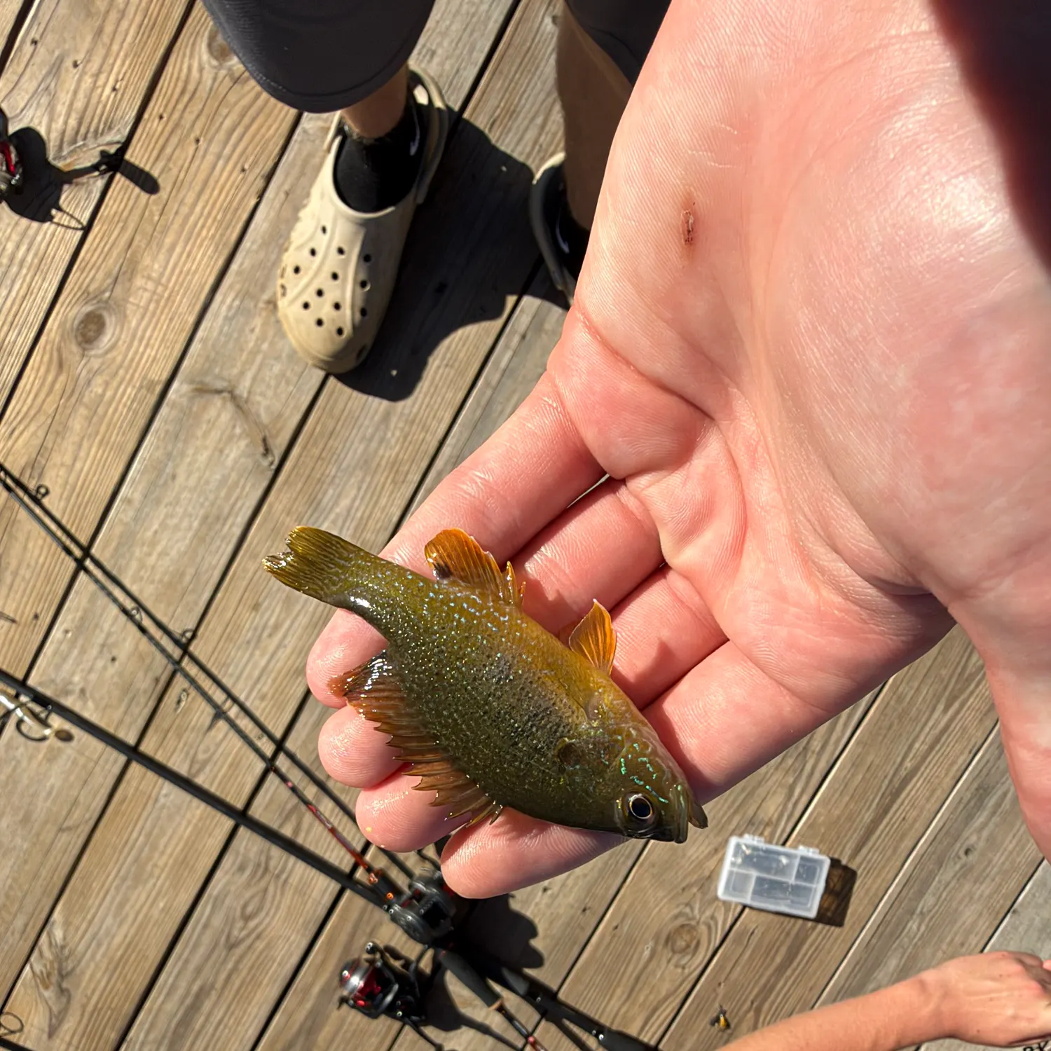 Green sunfish caught on Fishbrain