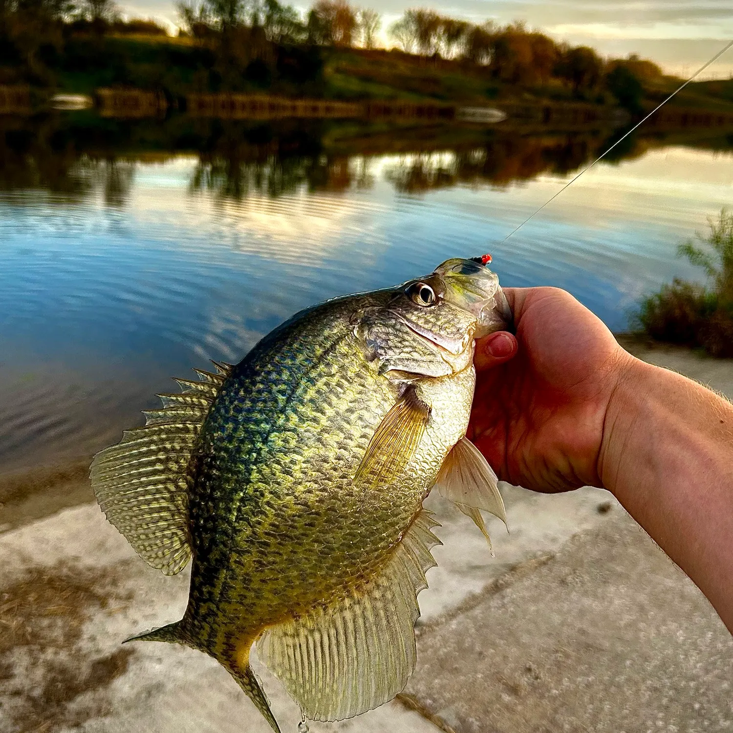 Black crappie caught on Fishbrain