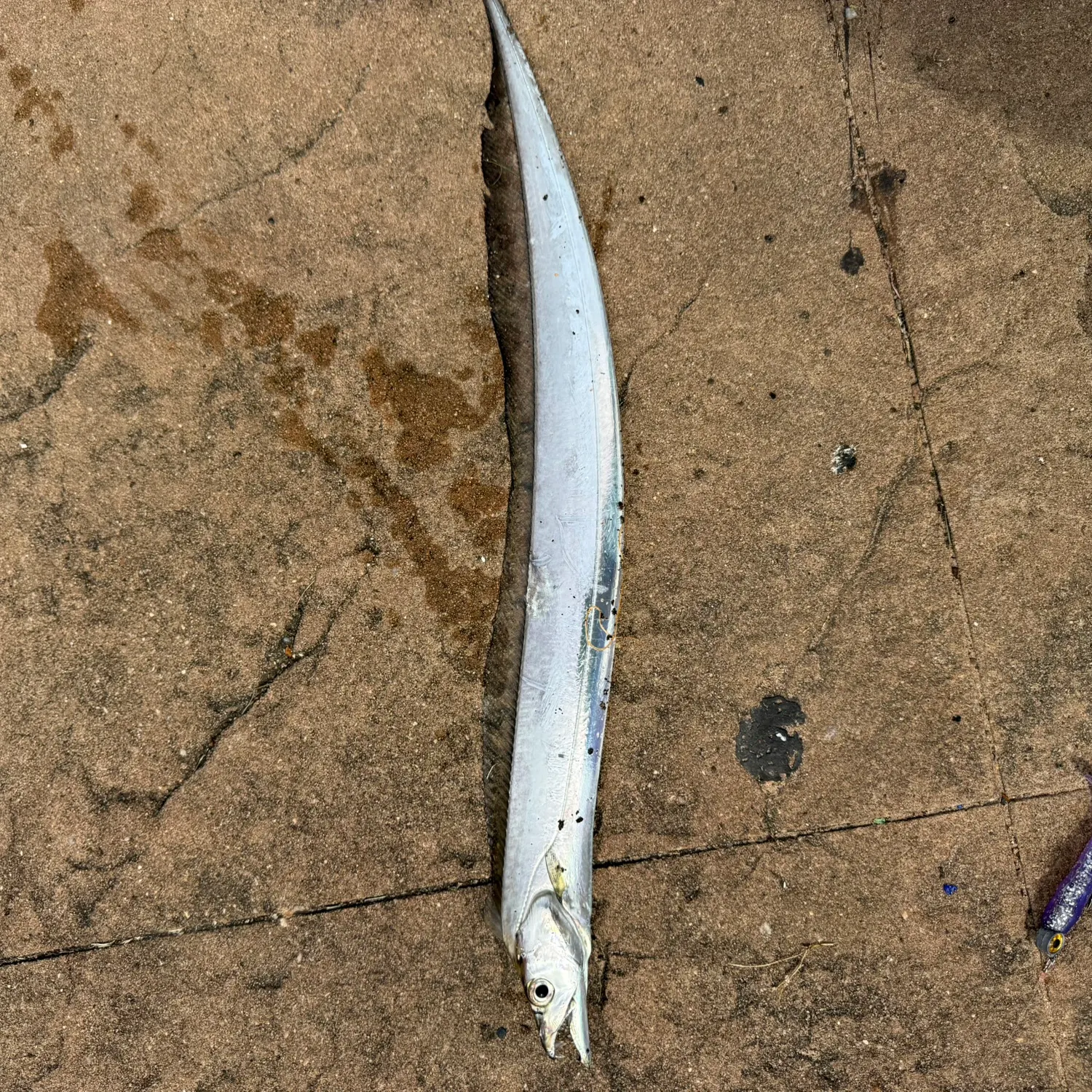 The most recent Atlantic cutlassfish catches on Fishbrain