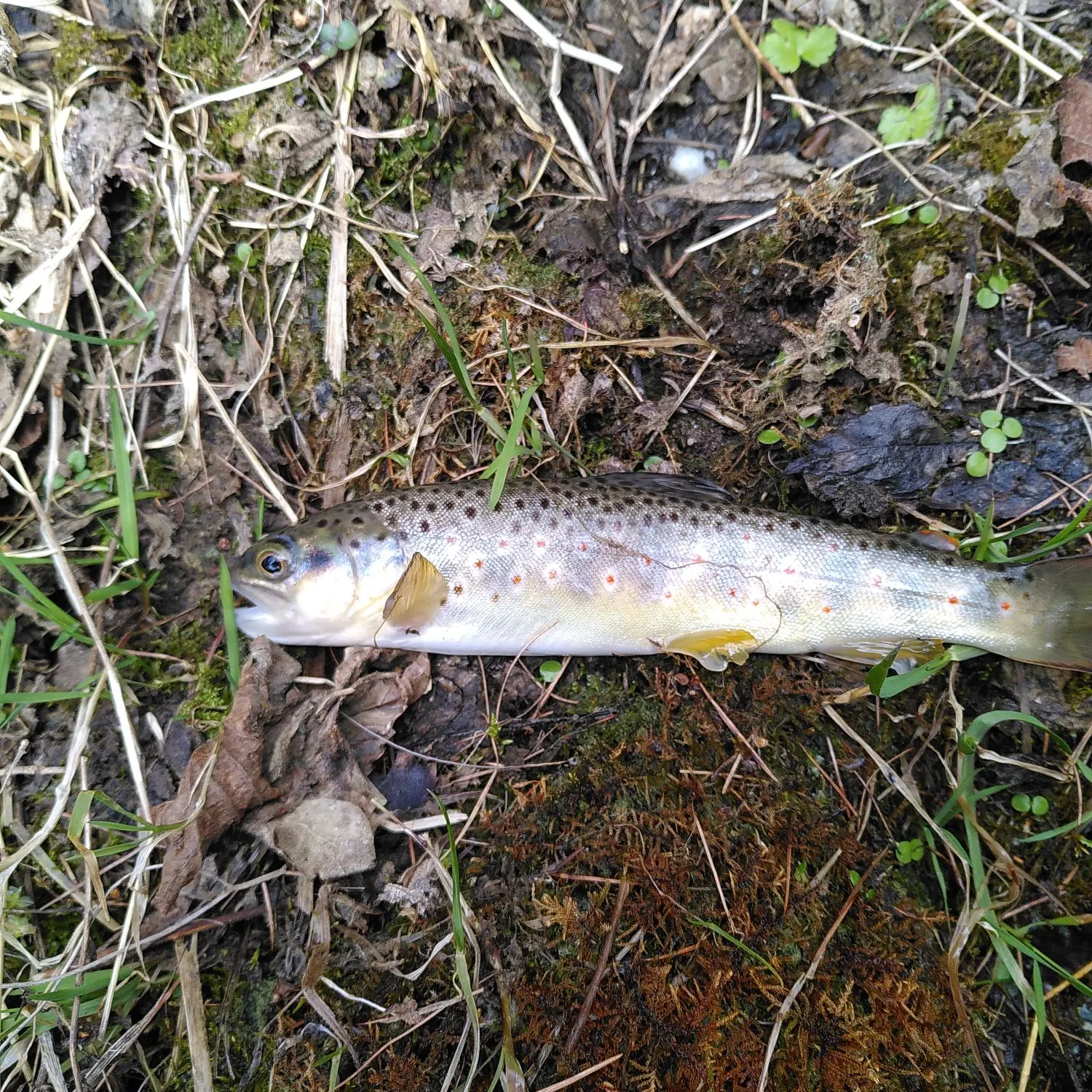The most recent Lake trout catches on Fishbrain