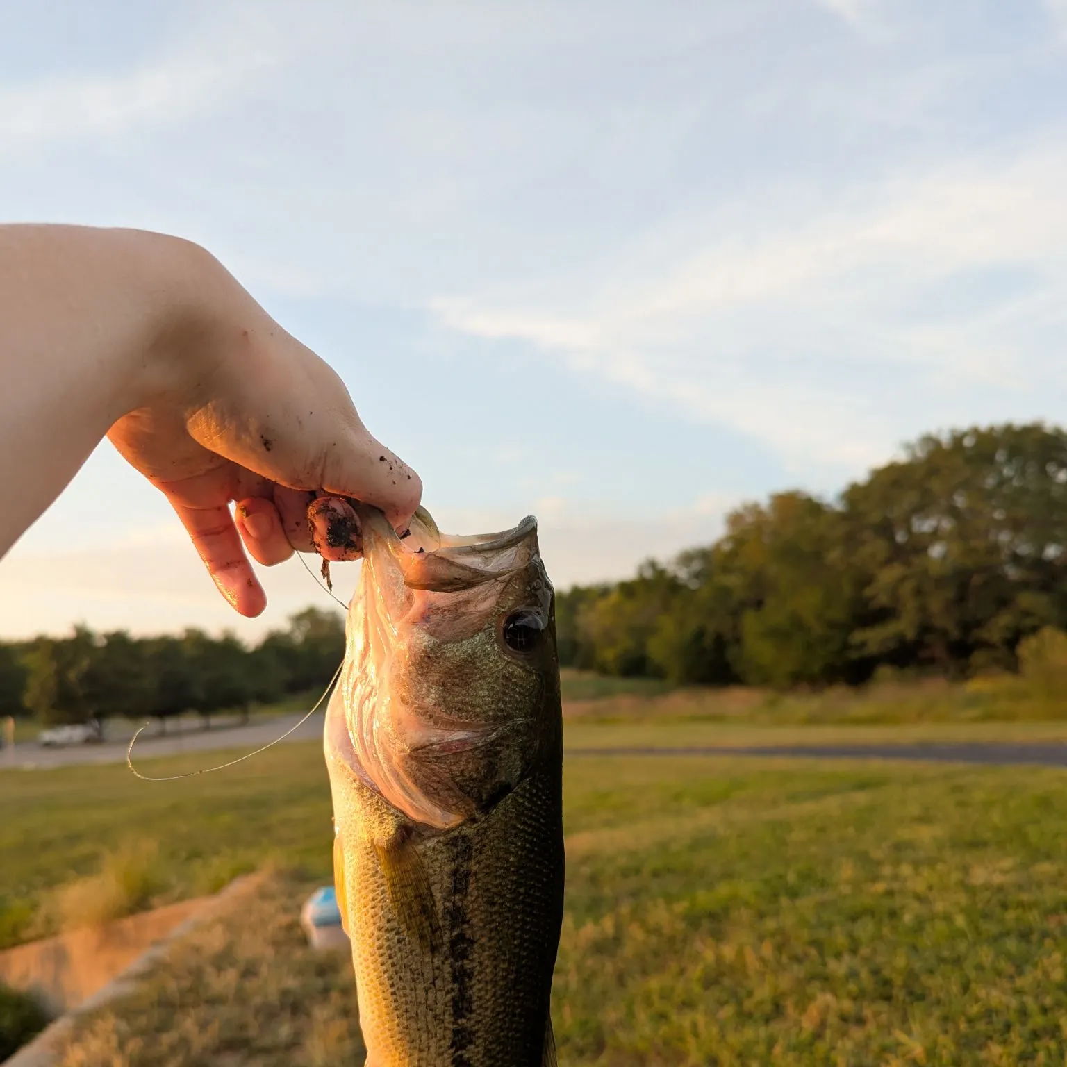 Largemouth bass caught on Fishbrain