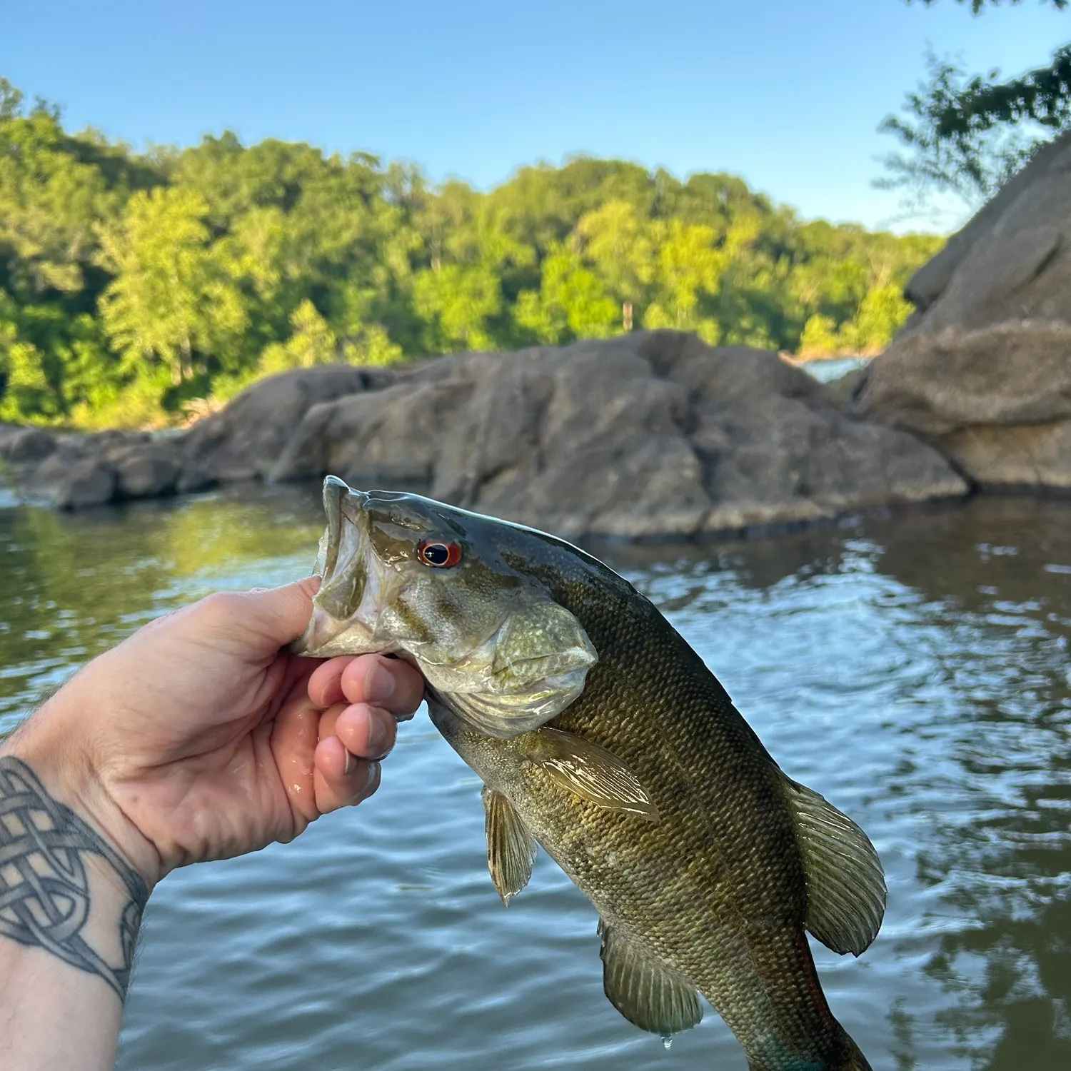 The most recent Smallmouth bass catches on Fishbrain