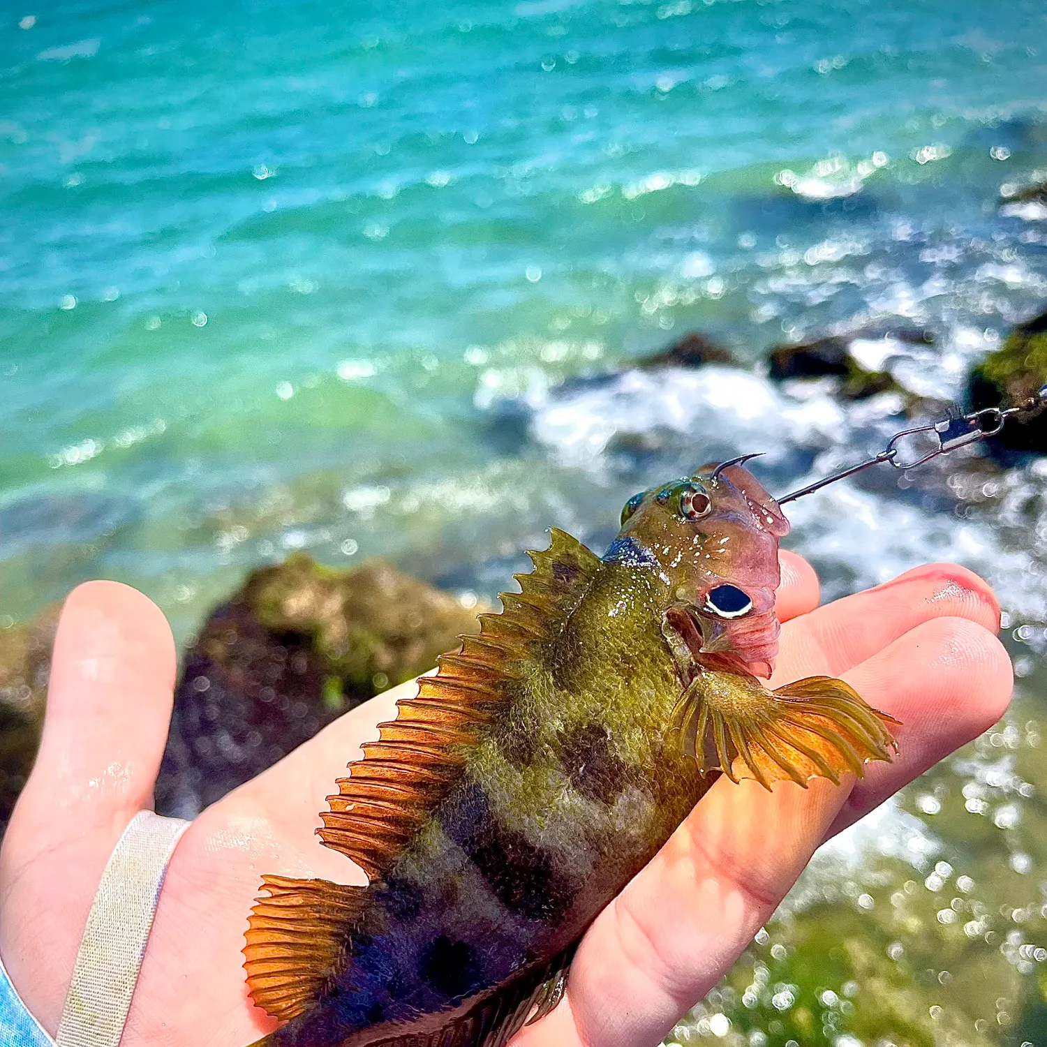 The most recent Hairy blenny catches on Fishbrain