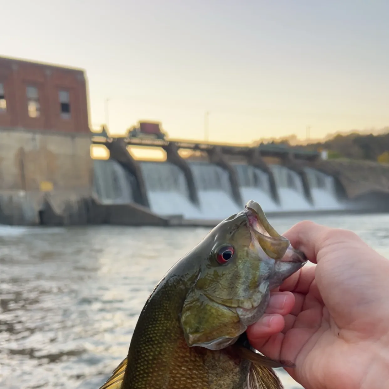 Smallmouth bass caught on Fishbrain