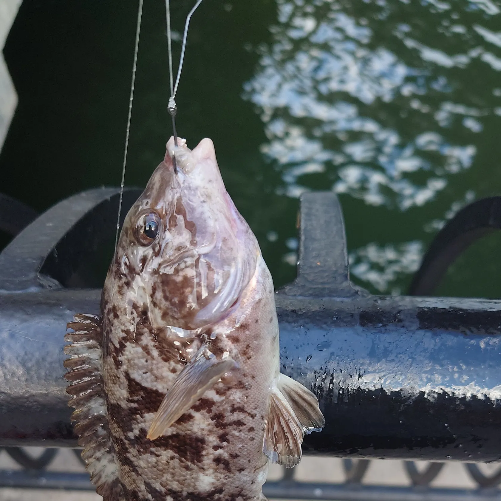 The most recent Tautog catches on Fishbrain