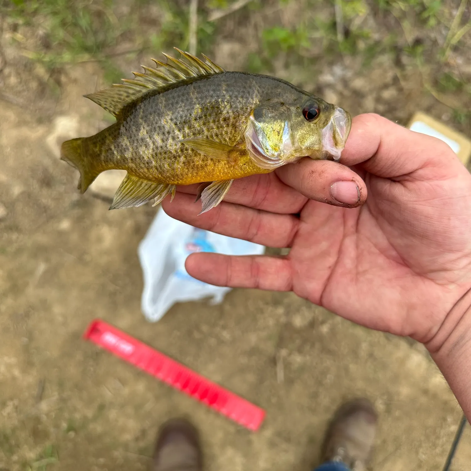 Warmouth caught on Fishbrain