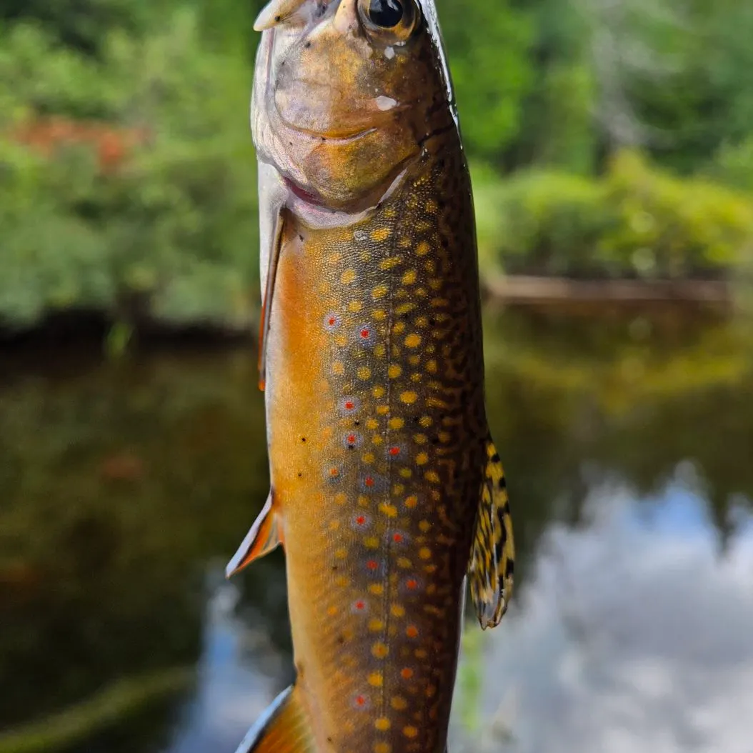 Brook trout caught on Fishbrain