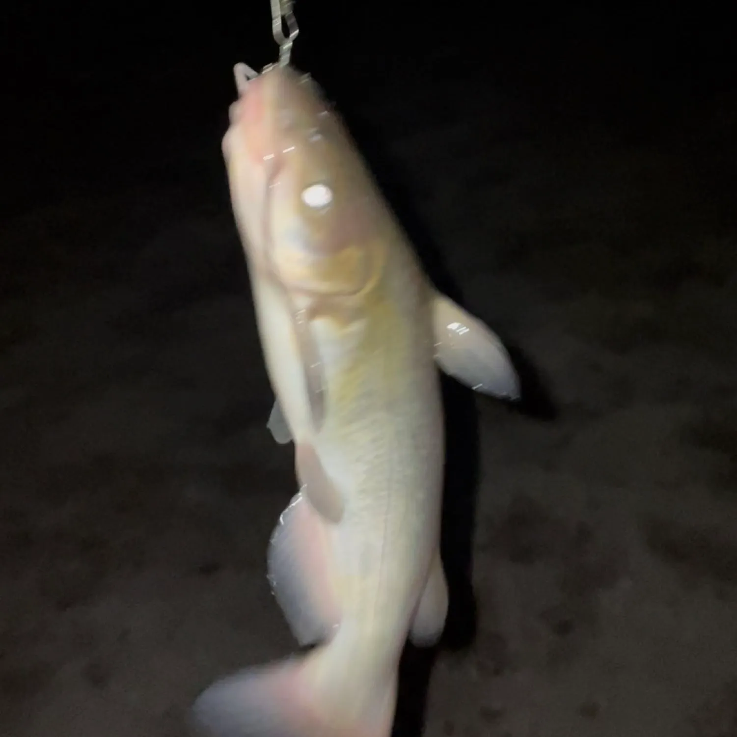 Channel catfish caught on Fishbrain