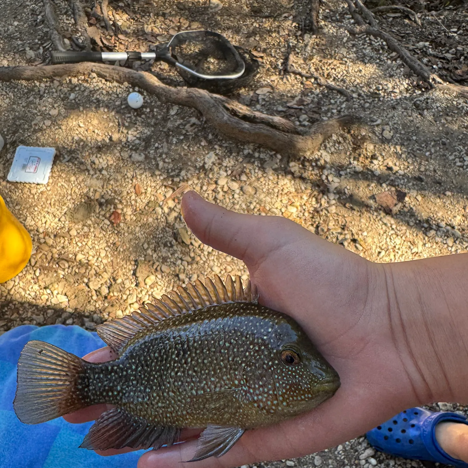 The most recent Rio Grande cichlid catches on Fishbrain