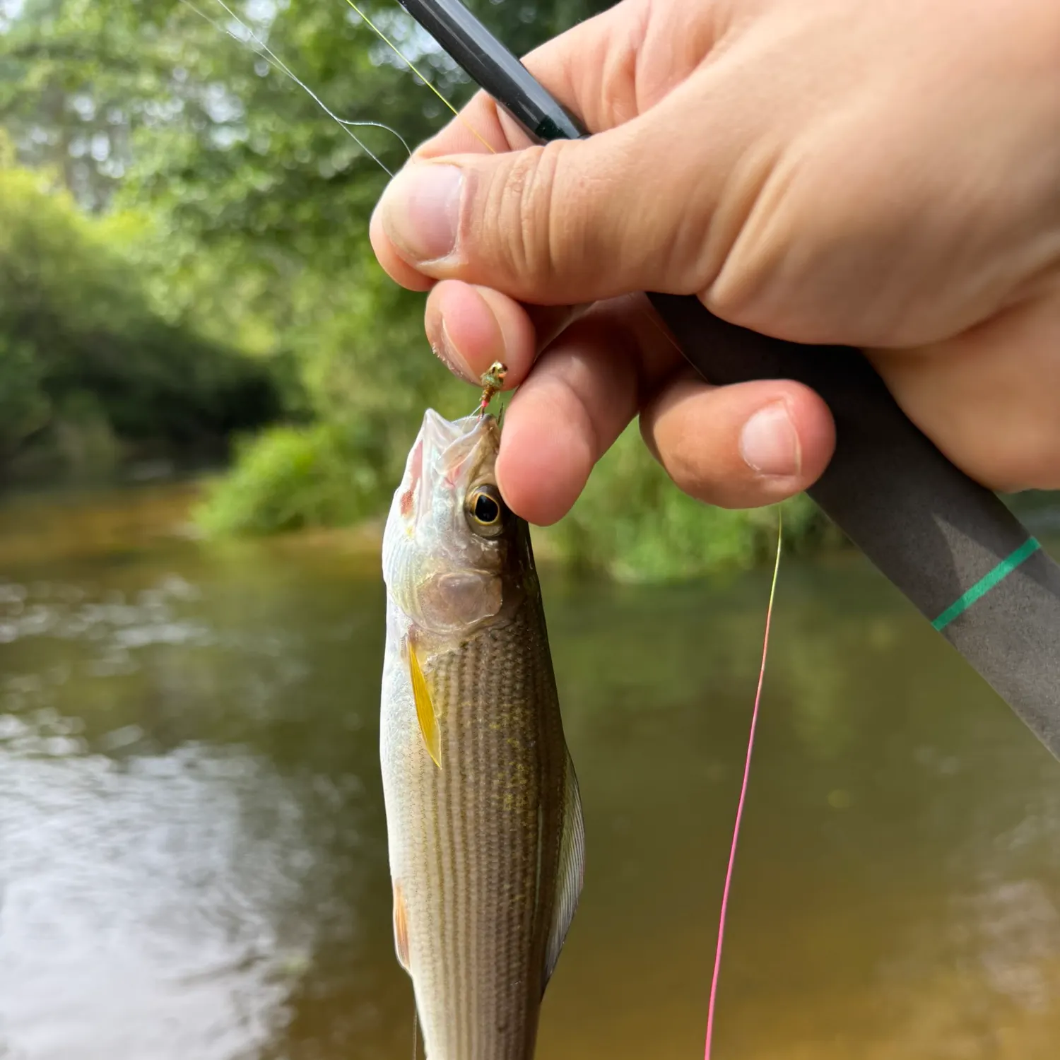 The most recent European grayling catches on Fishbrain