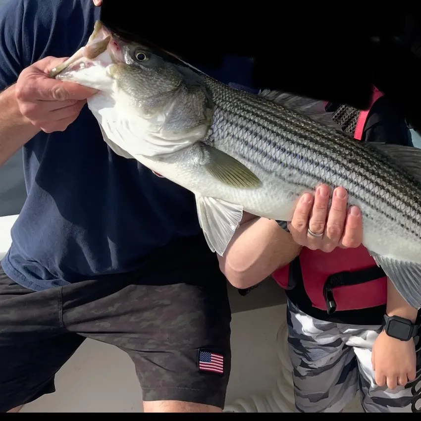 Striped bass caught on Fishbrain