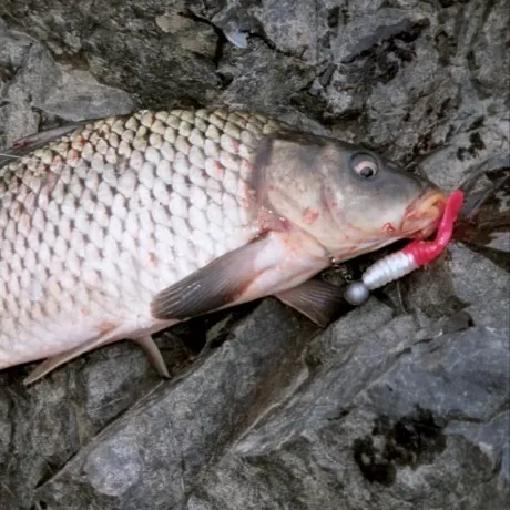 The most recent Amur carp catches on Fishbrain
