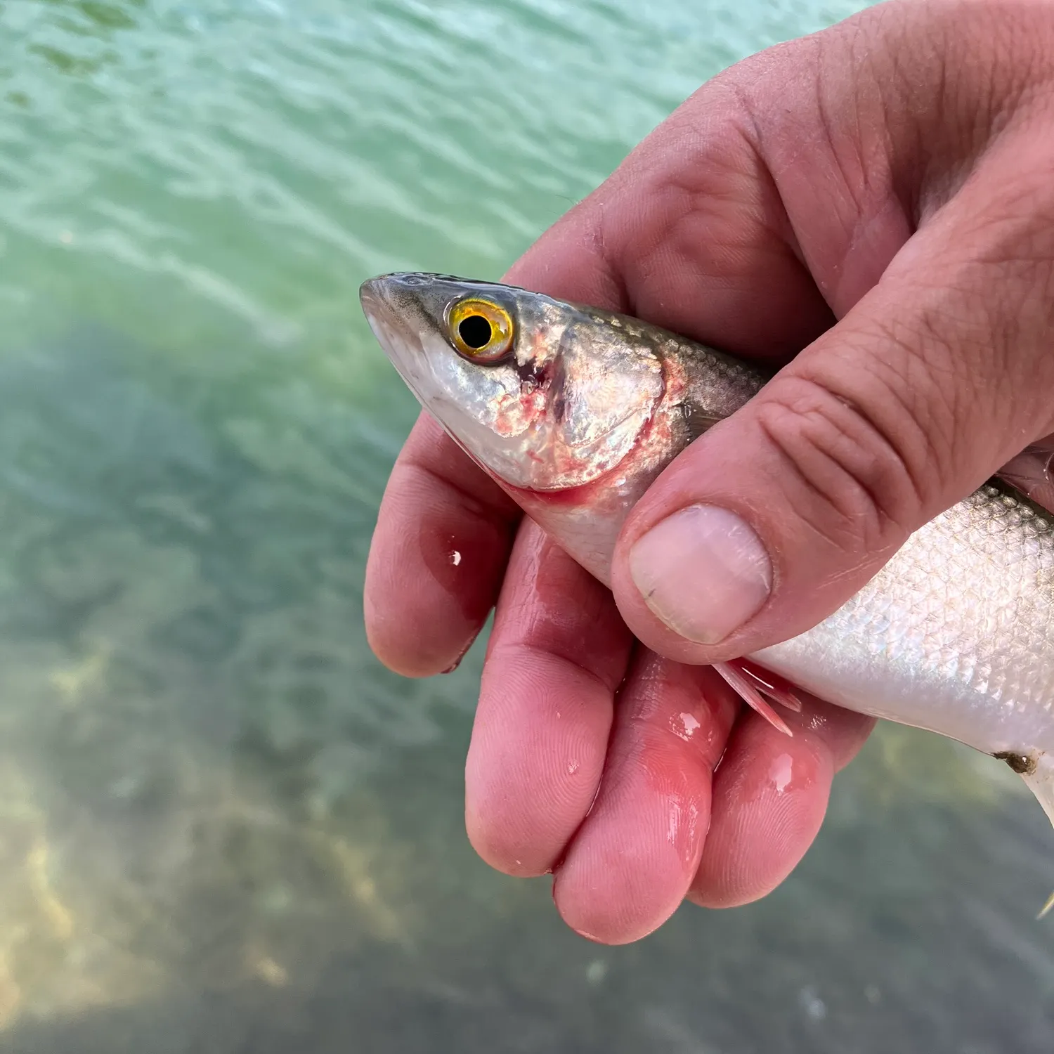 The most recent Yellow-eye mullet catches on Fishbrain