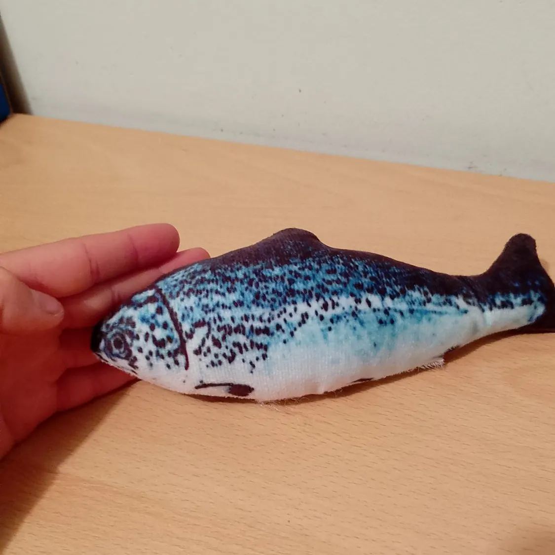 The most recent Wels catfish catches on Fishbrain