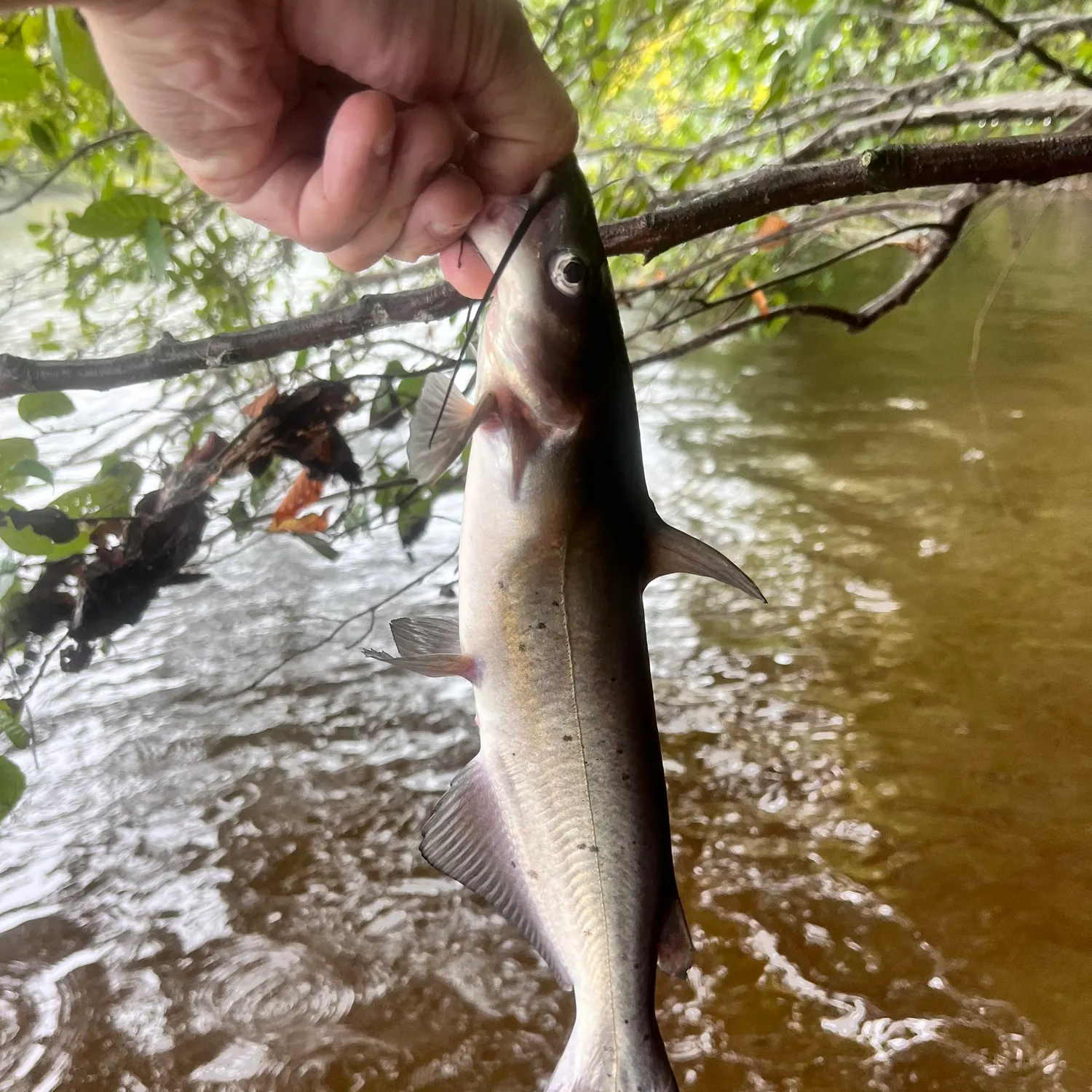 Channel catfish caught on Fishbrain