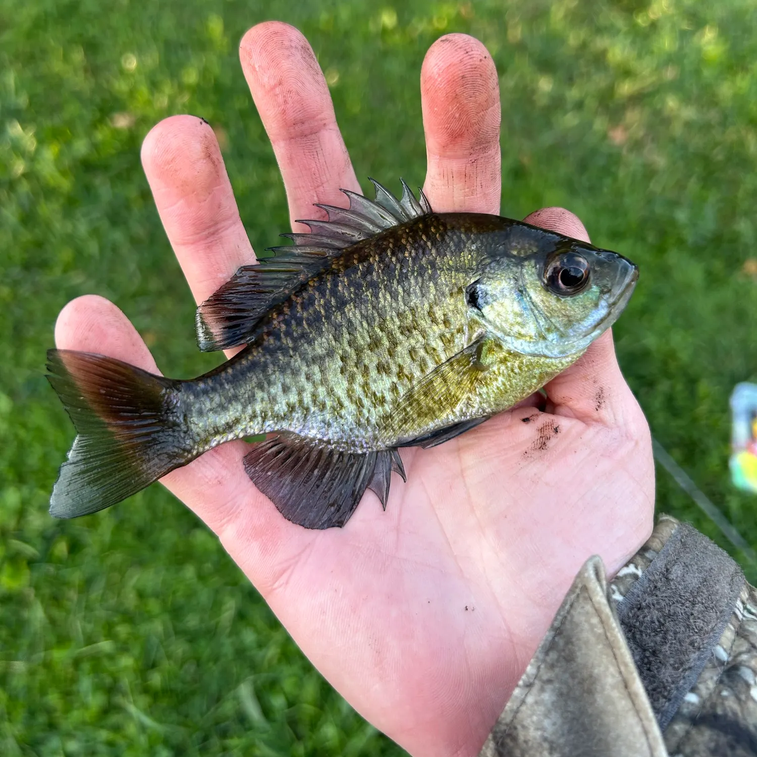 Bluegill caught on Fishbrain