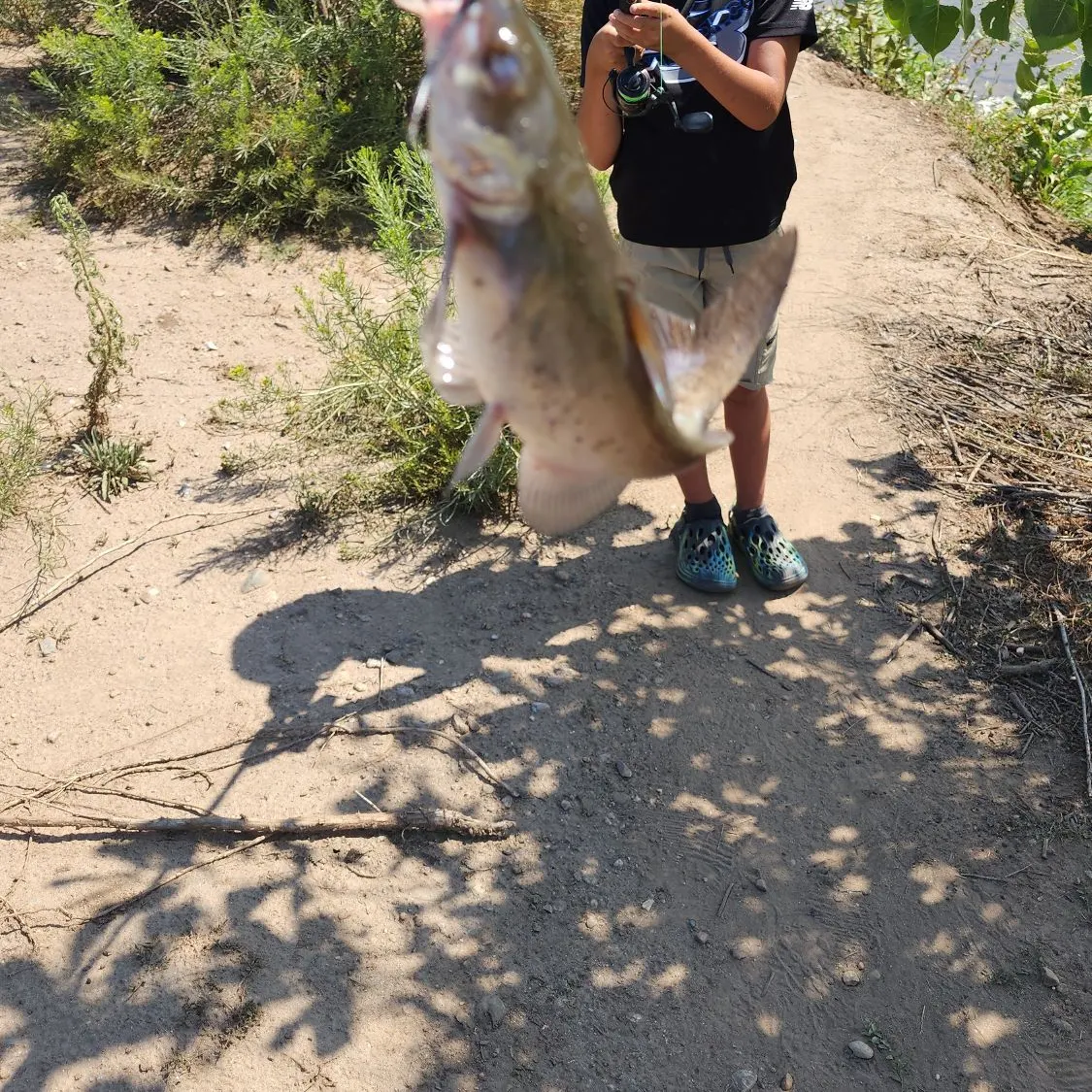 Channel catfish caught on Fishbrain
