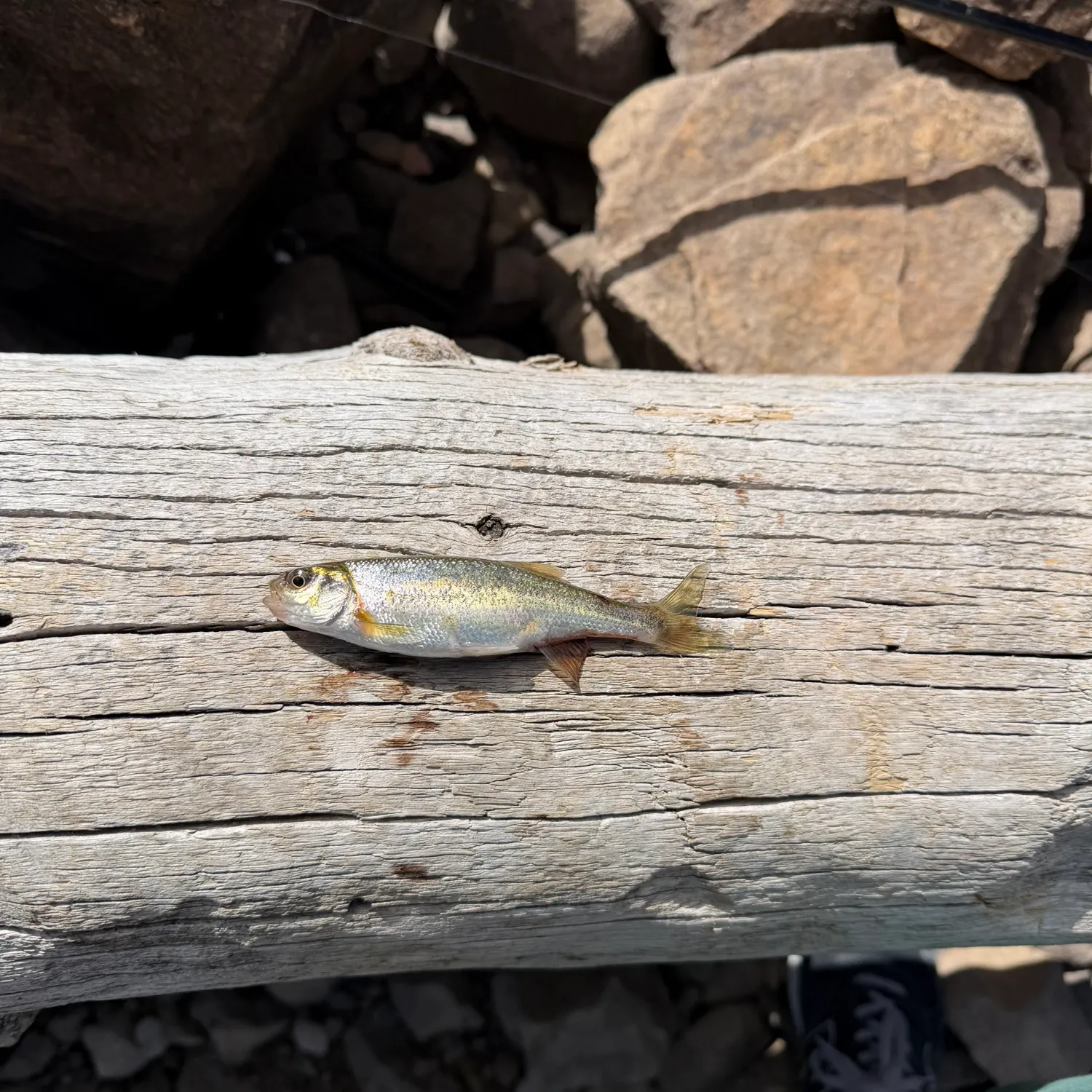 Mountain whitefish caught on Fishbrain