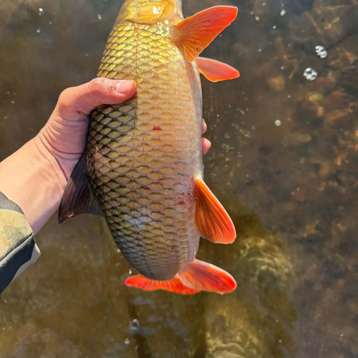 recently logged catches