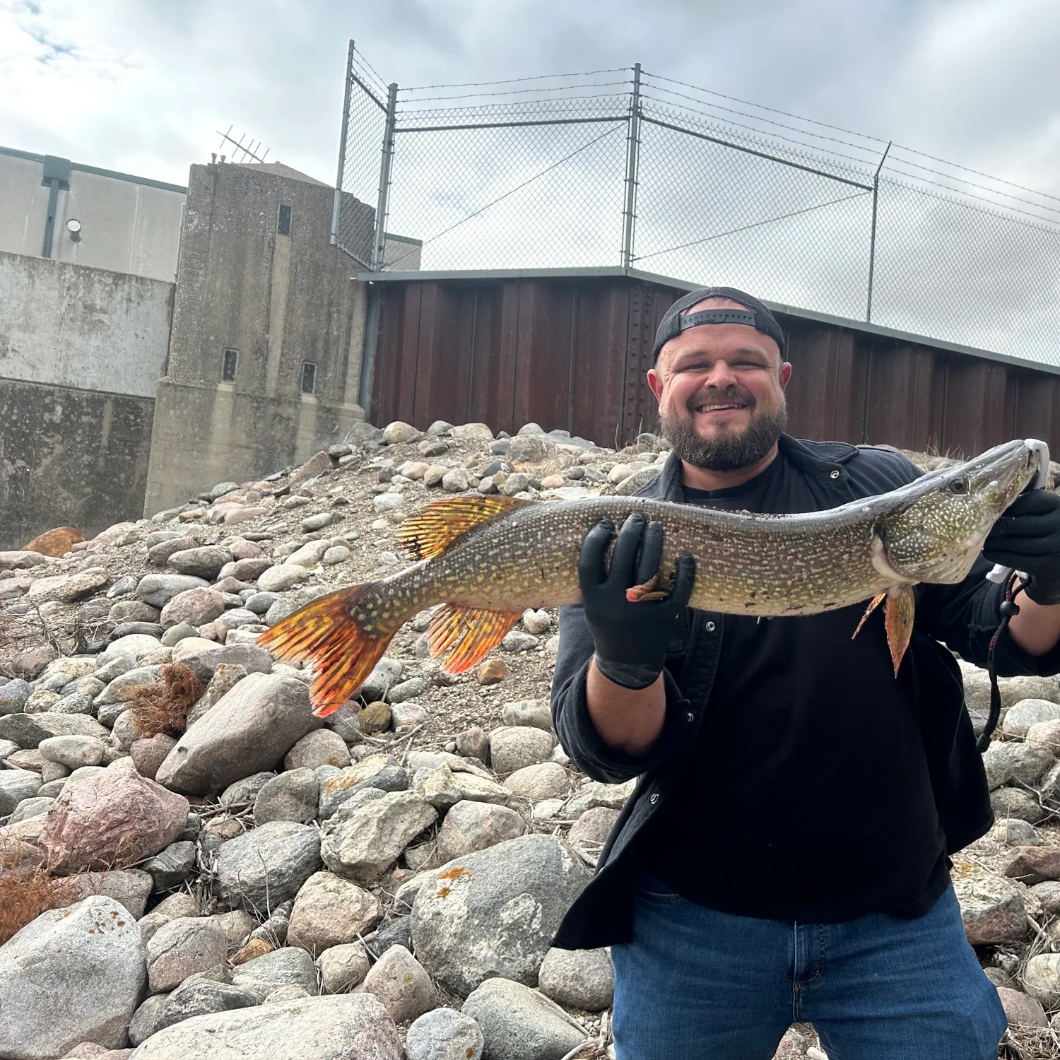 Northern pike caught on Fishbrain