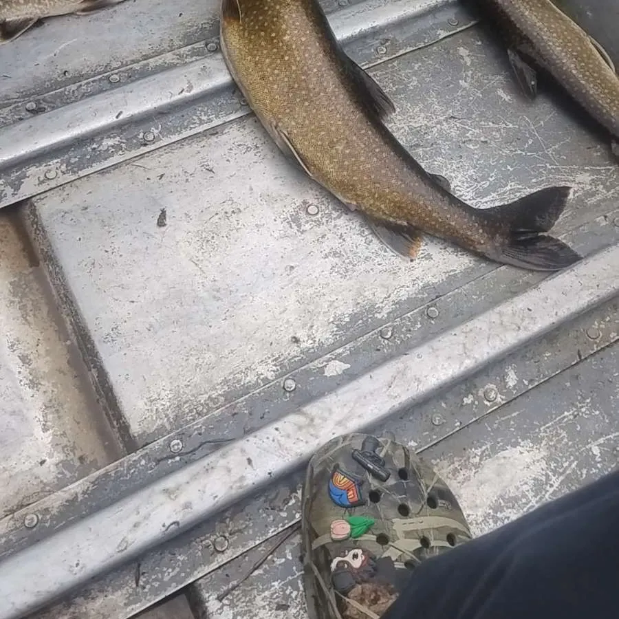 Sea trout caught on Fishbrain