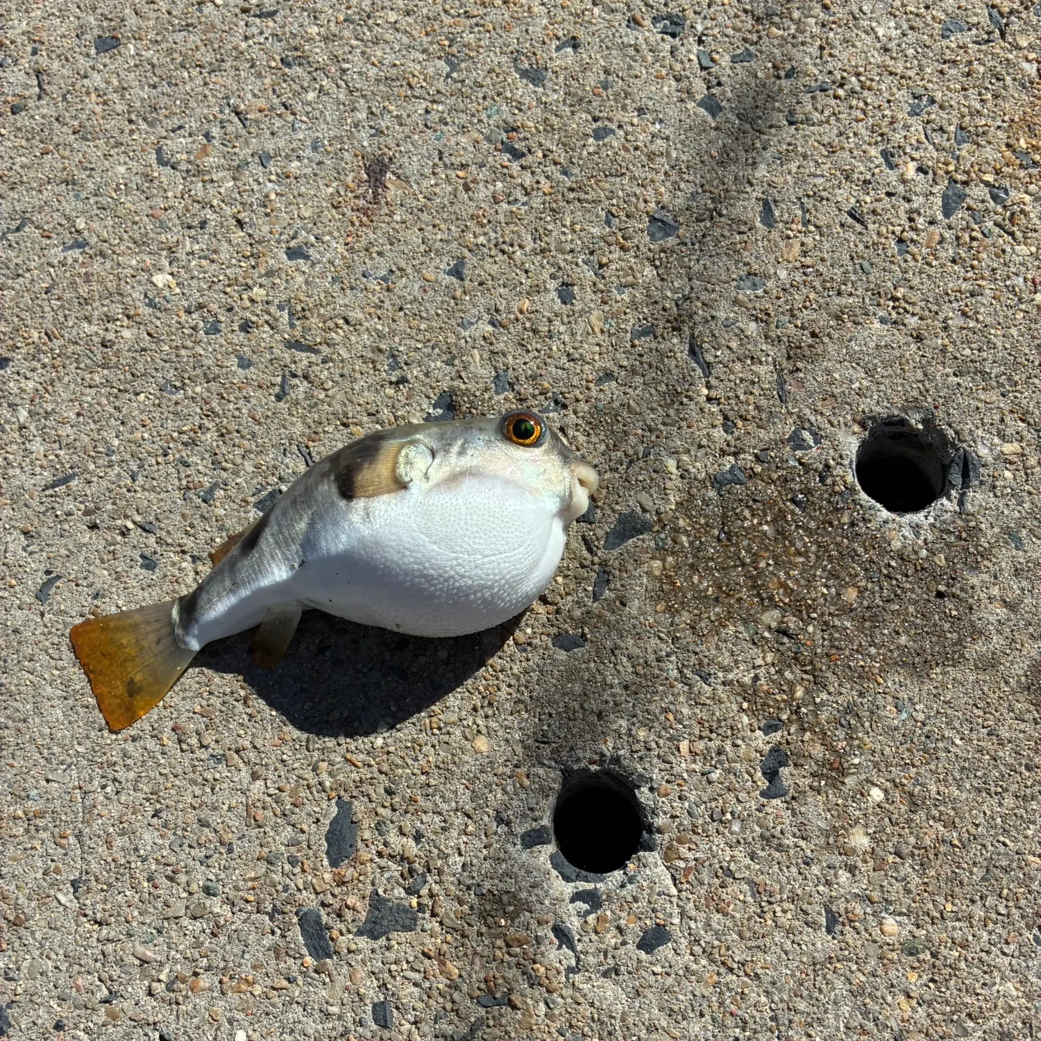 catch