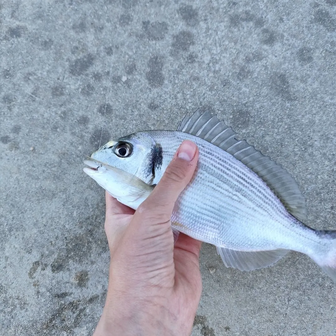 The most recent Gilthead seabream catches on Fishbrain