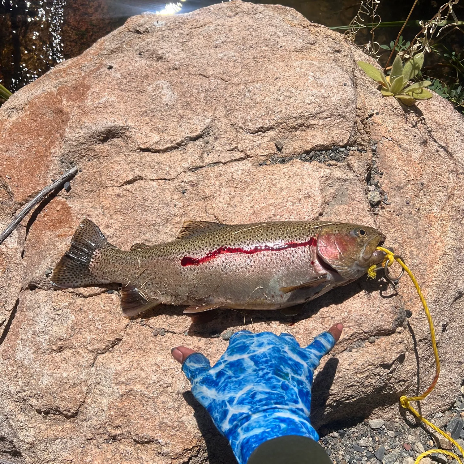 Cutbow caught on Fishbrain