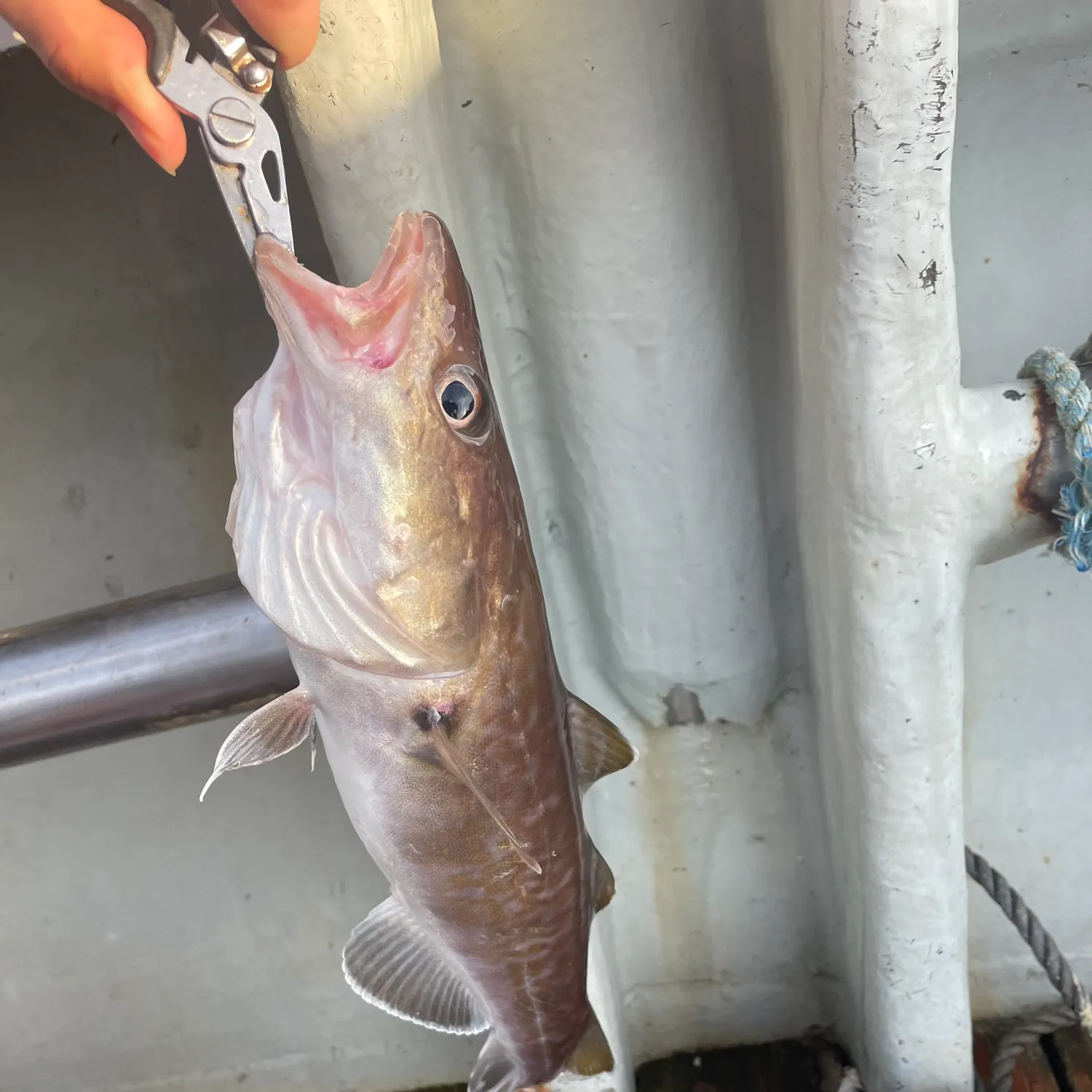 The most recent Pacific cod catches on Fishbrain