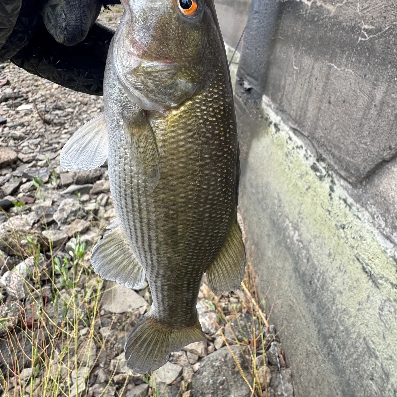 Spotted bass caught on Fishbrain