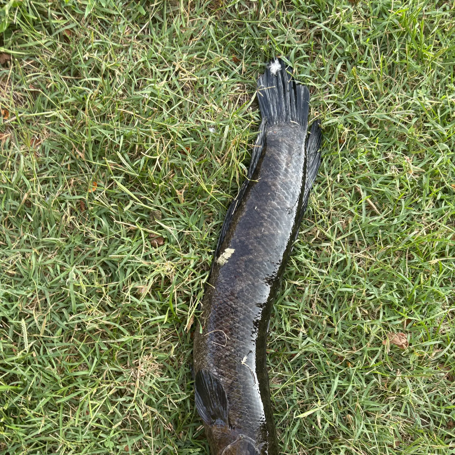 Northern snakehead caught on Fishbrain