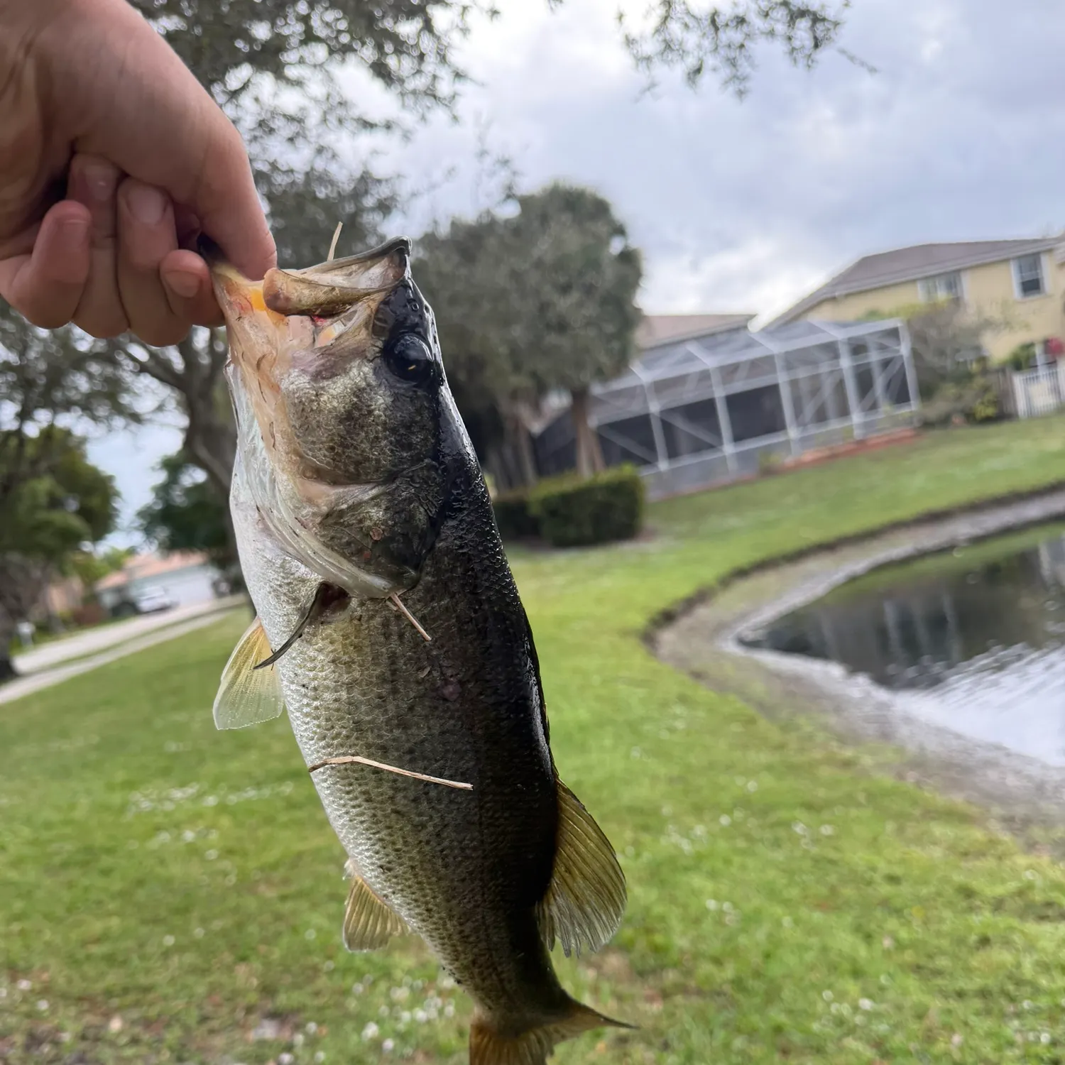 The most recent F1 bass catches on Fishbrain
