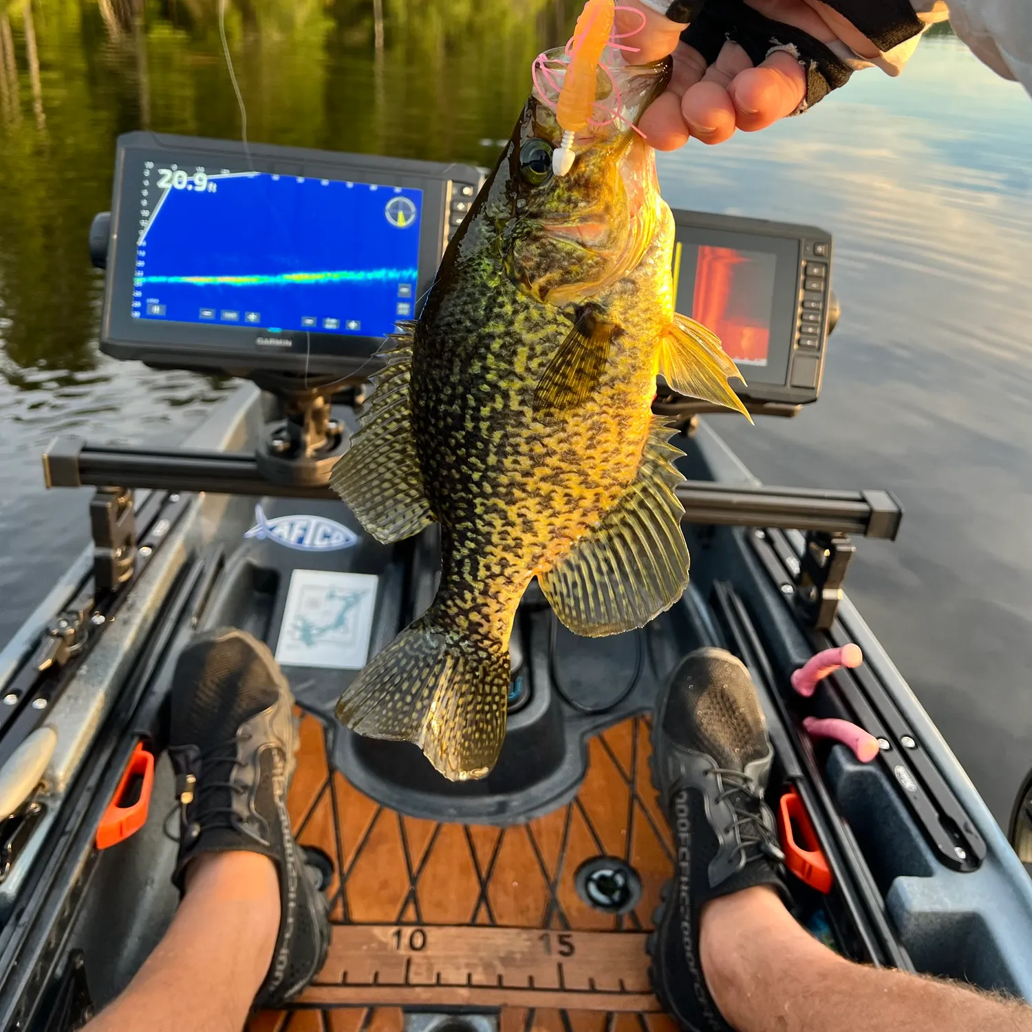 Black crappie caught on Fishbrain