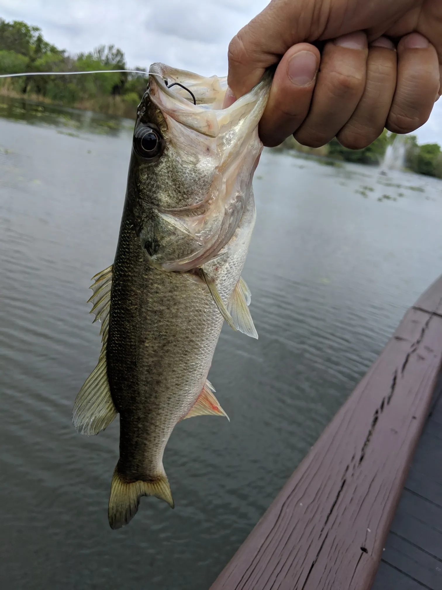 Post image from golfish11