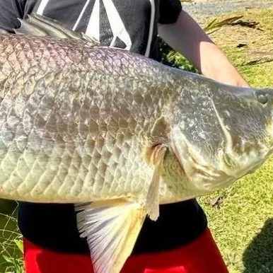 Barramundi caught on Fishbrain