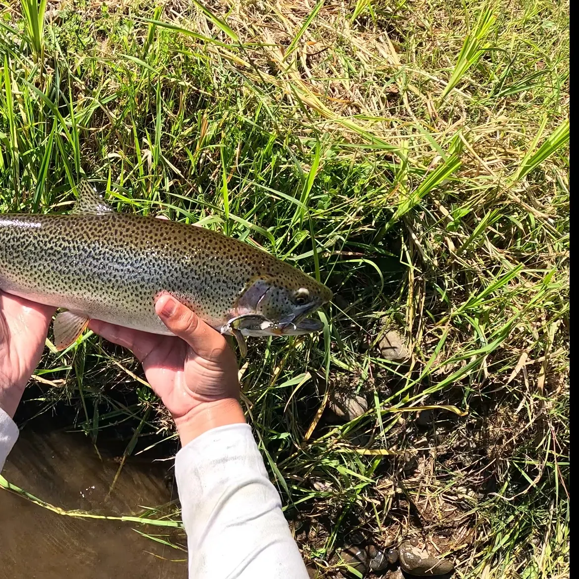 The most recent Coastal cutthroat trout catches on Fishbrain
