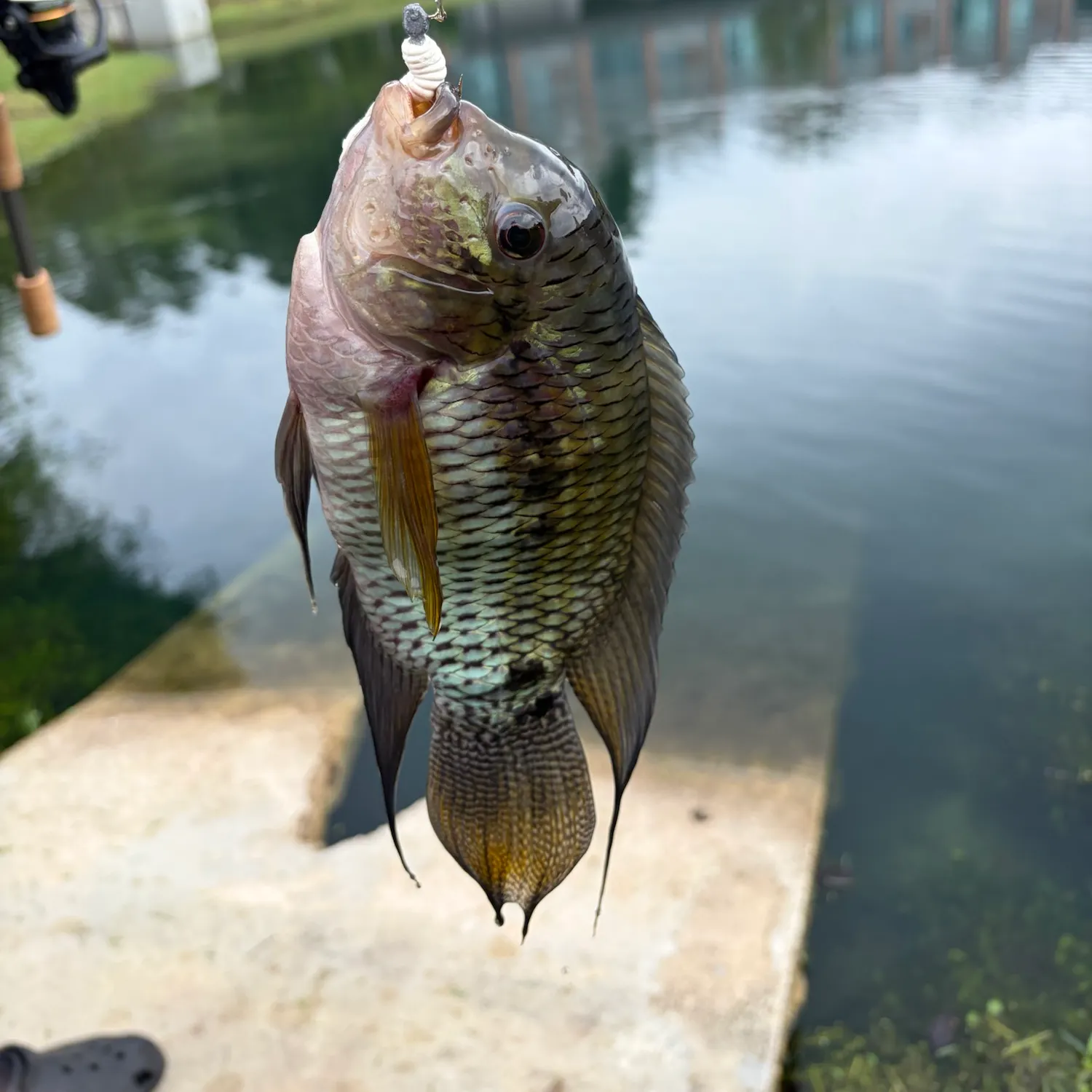 The most recent Blackchin tilapia catches on Fishbrain