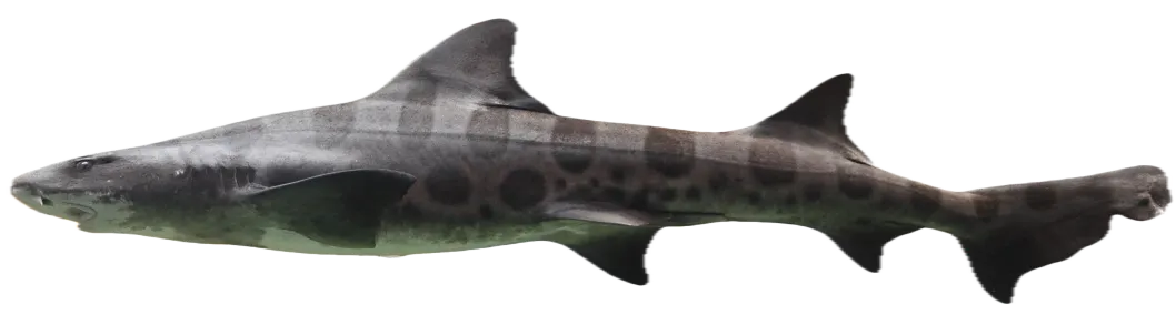 Leopard shark