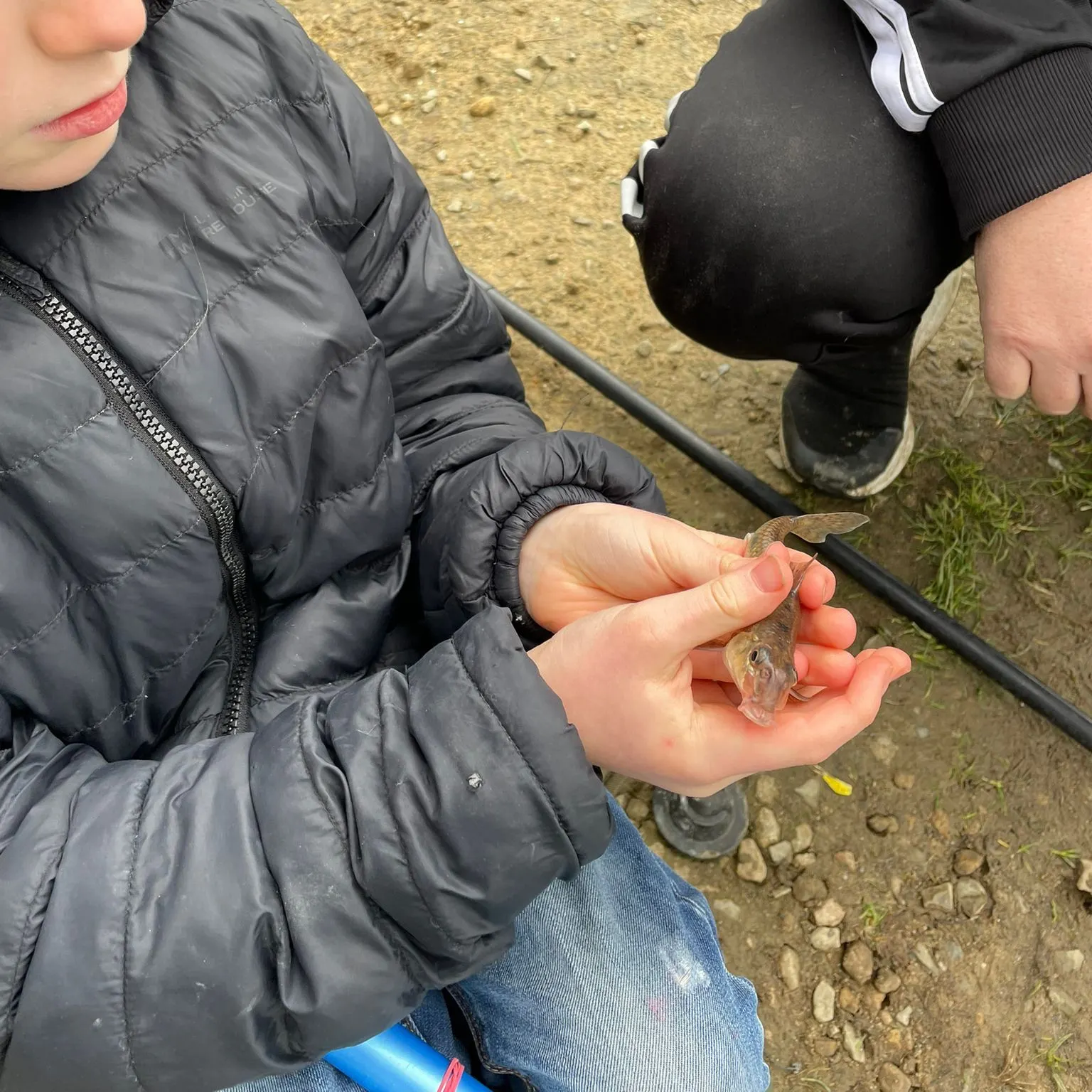 The most recent Gudgeon catches on Fishbrain