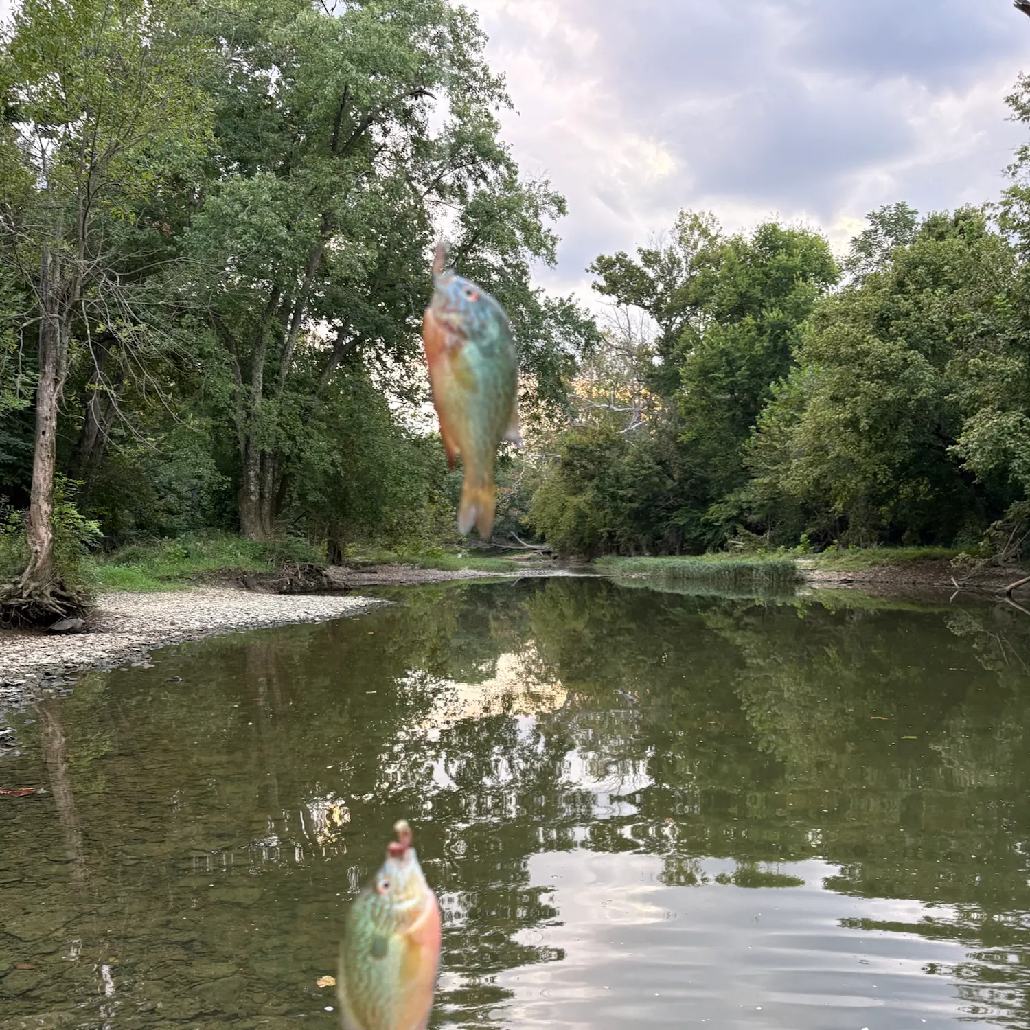 Longear sunfish caught on Fishbrain