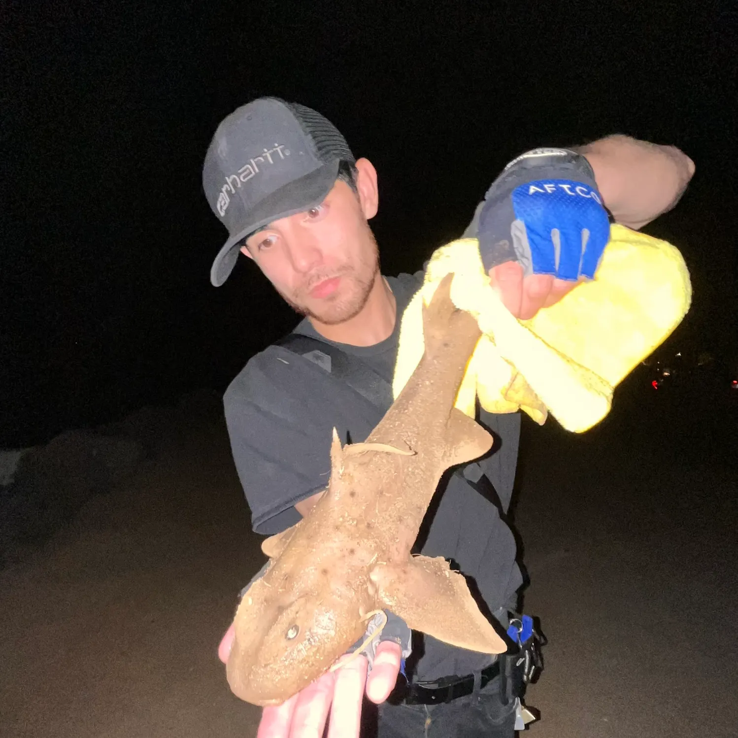 The most recent Horn shark catches on Fishbrain