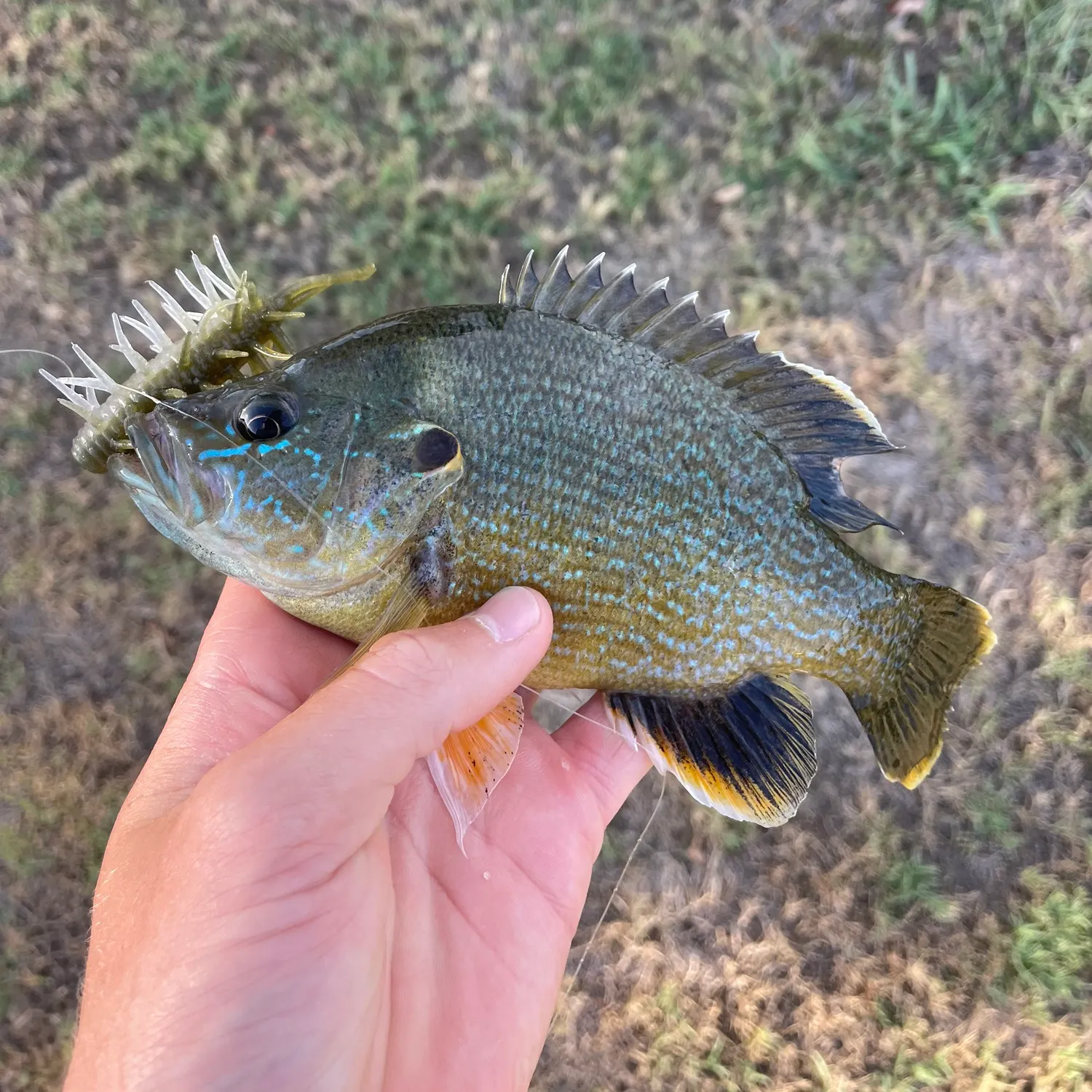 Green sunfish caught on Fishbrain