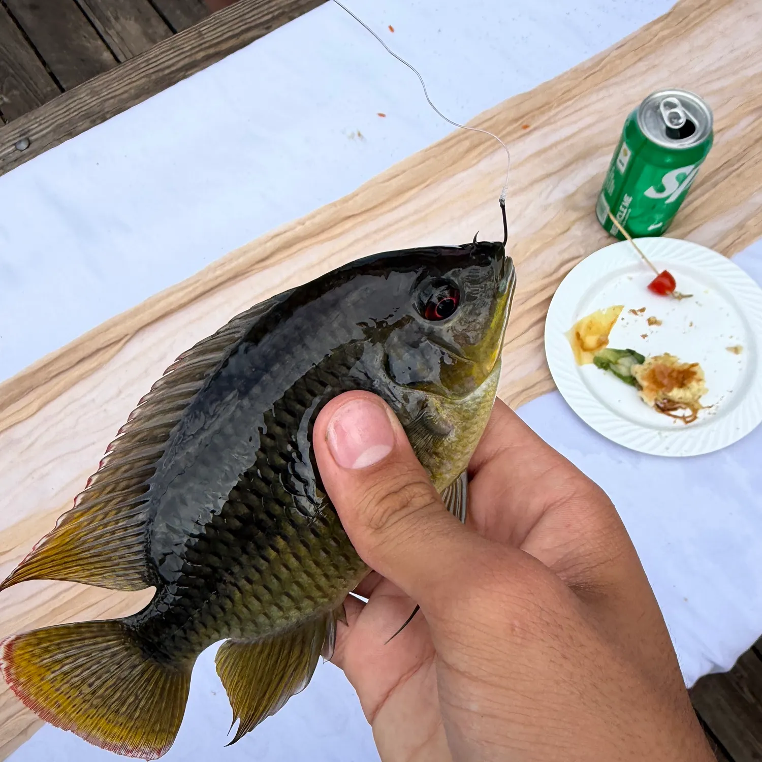 recently logged catches