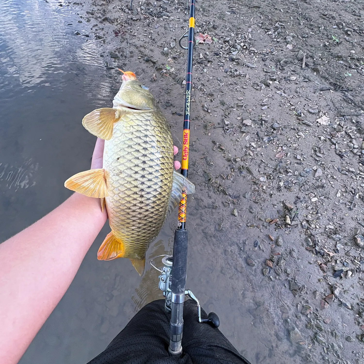 Common carp caught on Fishbrain