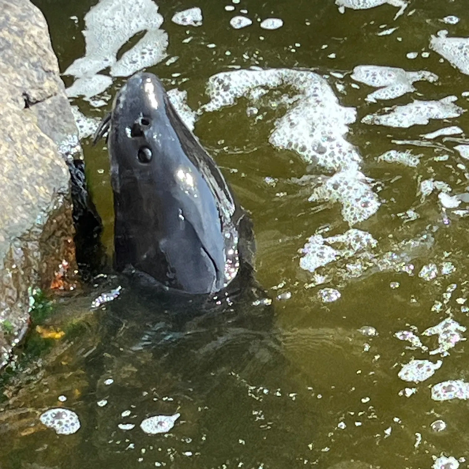 Channel catfish caught on Fishbrain